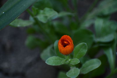 Close-up of orange flower on leaf