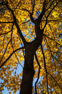 Low angle view of tree in forest during autumn