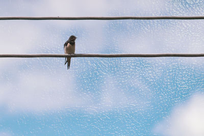 Low angle view of bird perching on cable