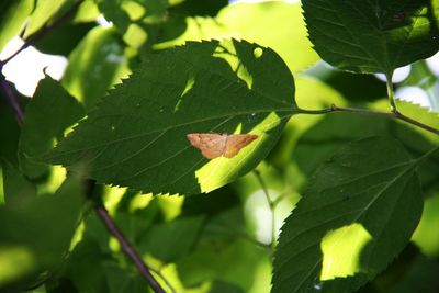 Close-up of green leaves on plant