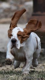 Close-up of dog running on field
