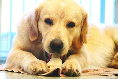 Close-up portrait of dog lying at home