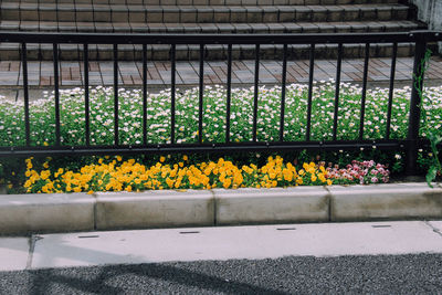 Close-up of yellow flower plants