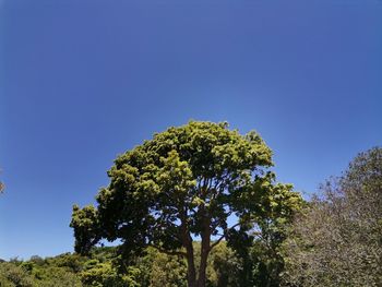 Low angle view of tree against clear blue sky