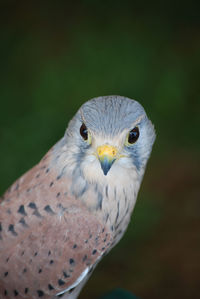 Pretty falcon with beautiful feathers