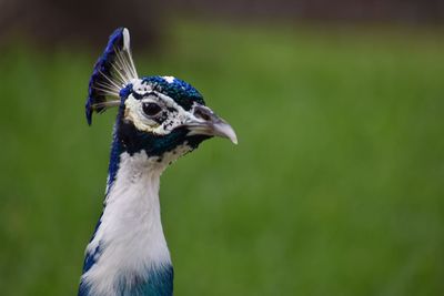 Close-up of a peacock, profile
