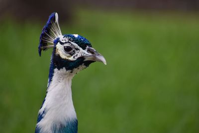 Close-up of a bird looking away