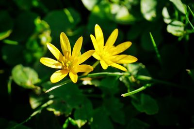 Close-up of yellow flowers blooming outdoors