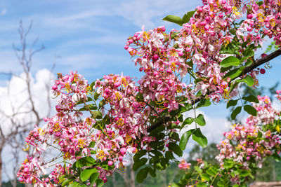 Close-up of pink cherry blossom tree