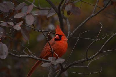 Bird perching on branch