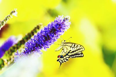 Close-up of insect on purple flower