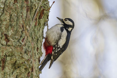 Bird perching on a tree