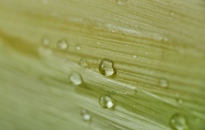 Macro shot of water drops on leaf