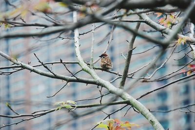 Low angle view of bird perching on tree