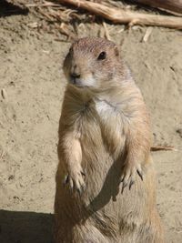 High angle view of squirrel