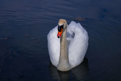 High angle view of swan swimming in lake