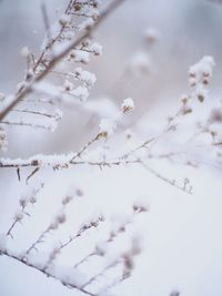 Close-up of cherry blossom on tree