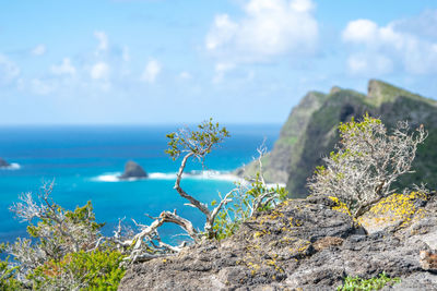 Plants growing on rocks by sea against sky