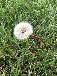 High angle view of dandelion flower on field