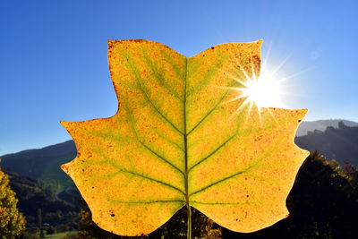 Close-up of yellow leaf against sky during autumn