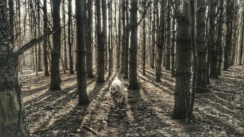 Dog in forest