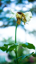 Close-up of flowering plant