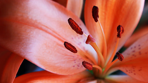 Close-up of orange lily