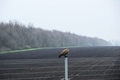 Bird perching on a fence