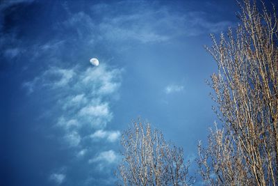 Low angle view of trees against blue sky