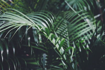 Full frame shot of palm leaves