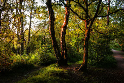 Trees in forest