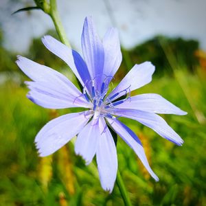 Close-up of purple flower