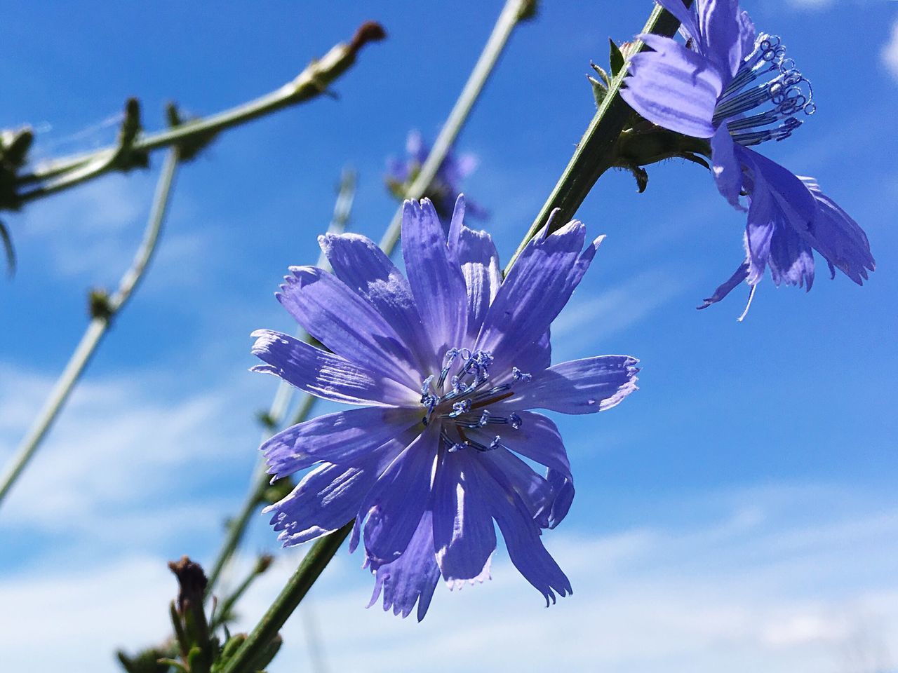 flower, fragility, petal, beauty in nature, freshness, nature, growth, flower head, day, purple, no people, blooming, outdoors, plant, close-up, pollen, blue, stamen, sky, one animal, low angle view, springtime, animal themes