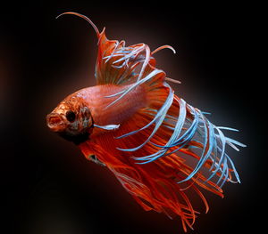 Siamese fighting fish,crowntail, betta splendens, red fish on a background, halfmoon betta,