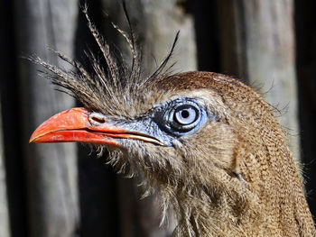 Close-up of a bird