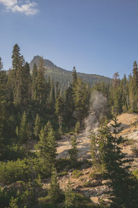 Scenic view of forest against clear sky