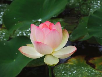 Close-up of pink water lily in pond