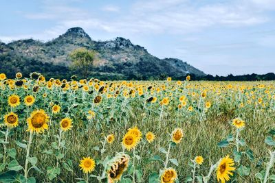 Scenic view of sunflower field against sky