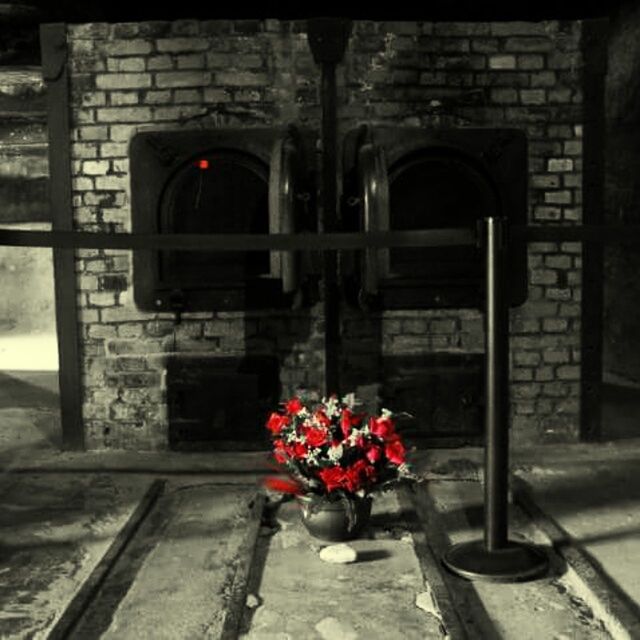 CLOSE-UP OF RED FLOWERS IN THE DARK