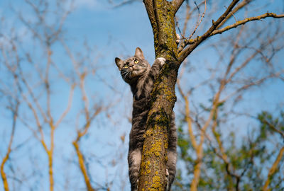 Low angle view of cat climbing on tree