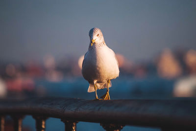 Close-up of seagull perching on railing