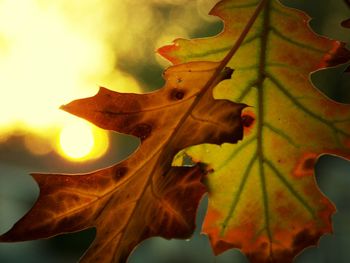 Close-up of leaves against blurred background