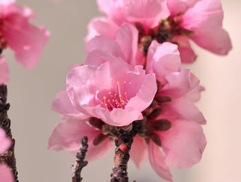 Close-up of pink cherry blossom