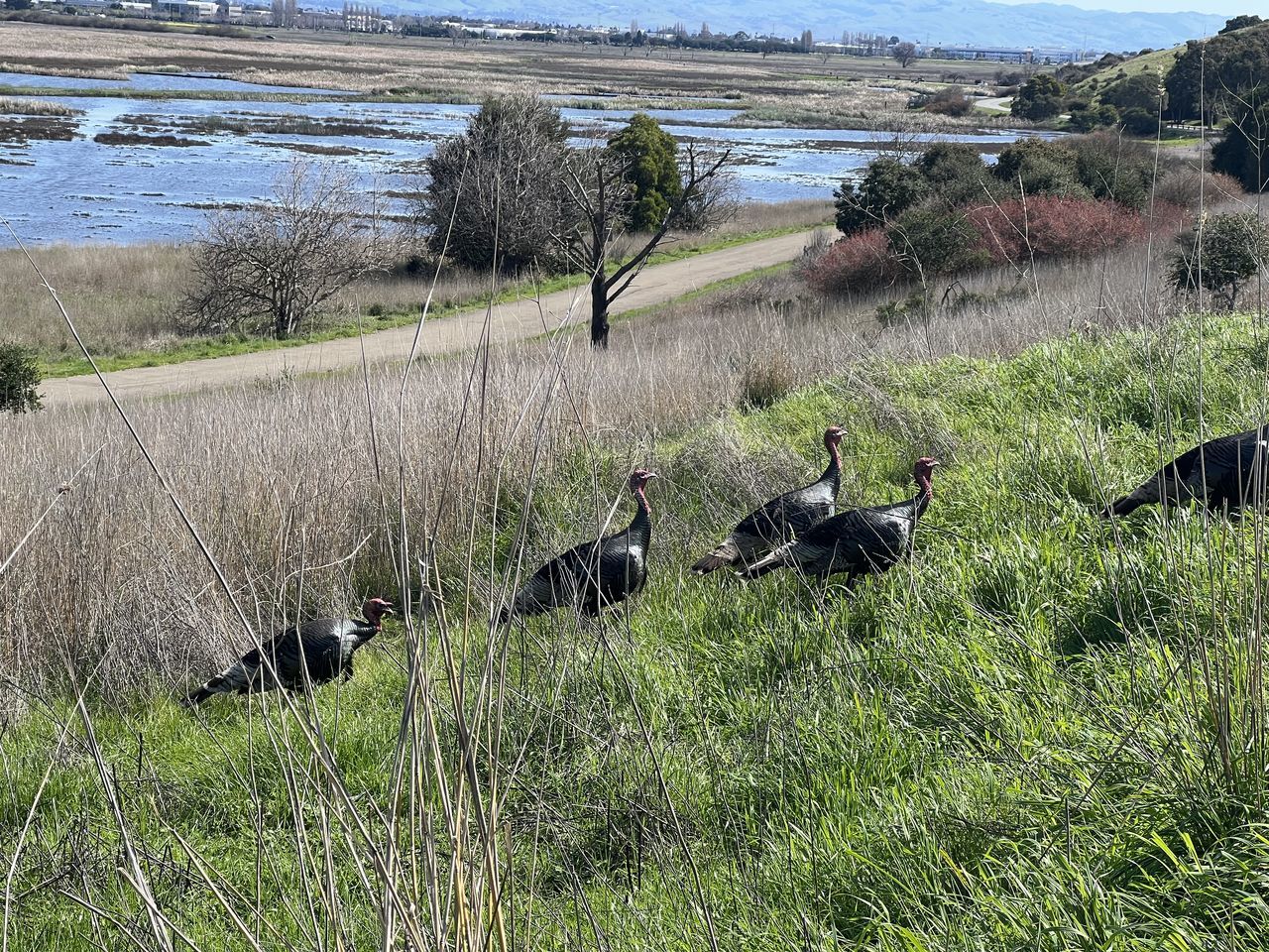 animal, animal themes, plant, animal wildlife, grass, wildlife, wetland, group of animals, nature, bird, water, land, no people, beauty in nature, beach, day, environment, wilderness, large group of animals, outdoors, marsh, landscape, water bird, green, field, scenics - nature, lake