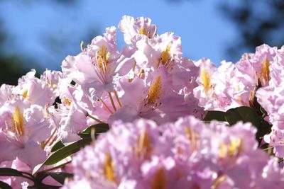 Close-up of cherry blossom tree