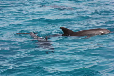 View of dolphin in the sea