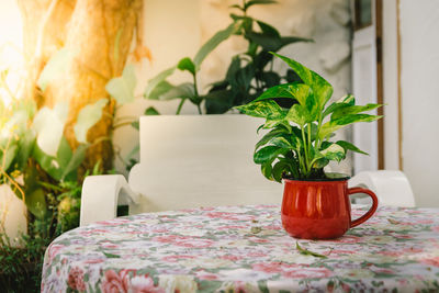 Plant in cup on table