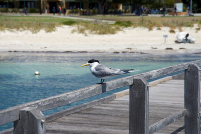 Bird perching on pier