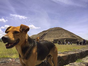 View of a dog on field