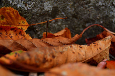 Close-up of dry autumn leaf